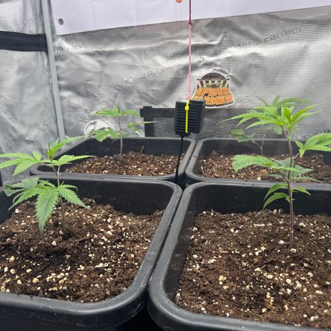 Dante's Inferno (4)  growlog timeline photo