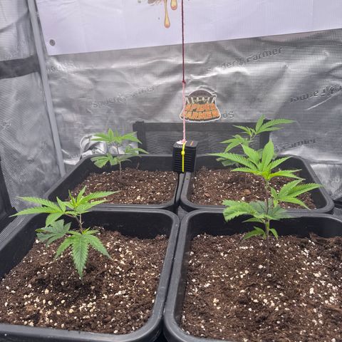 Dante's Inferno (4)  growlog timeline photo