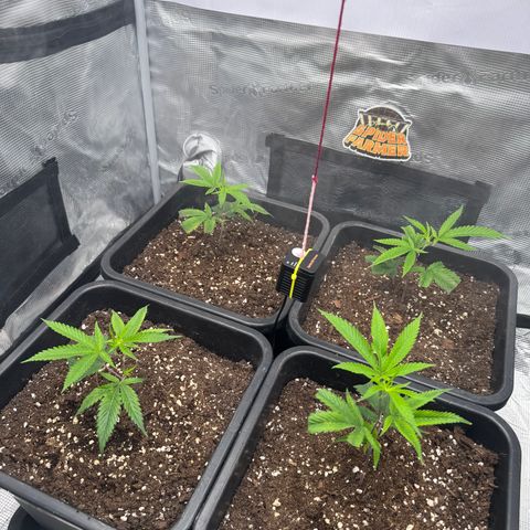 Dante's Inferno (4)  growlog timeline photo