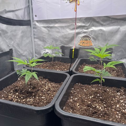 Dante's Inferno (4)  growlog timeline photo