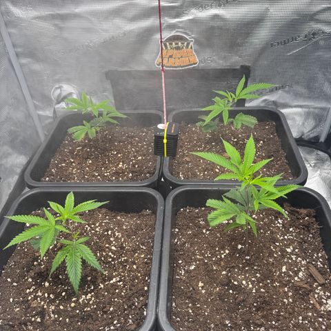 Dante's Inferno (4)  growlog timeline photo