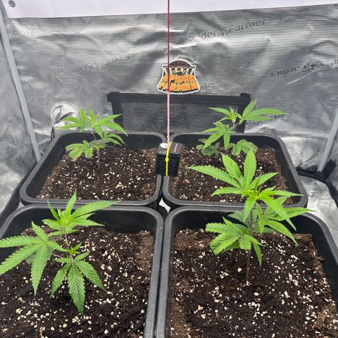 Dante's Inferno (4)  growlog timeline photo