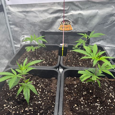 Dante's Inferno (4)  growlog timeline photo