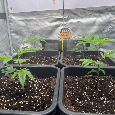 Dante's Inferno (4)  growlog timeline photo