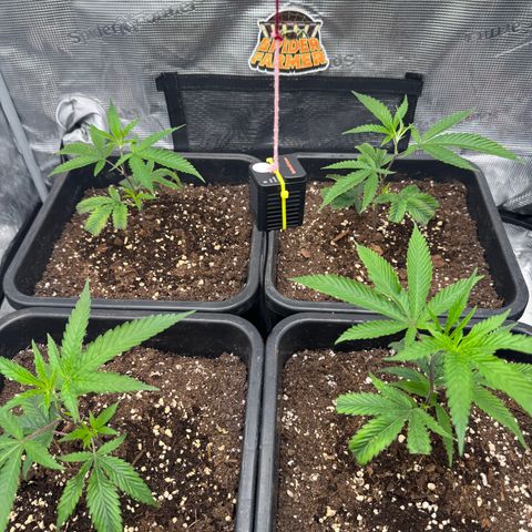 Dante's Inferno (4)  growlog timeline photo