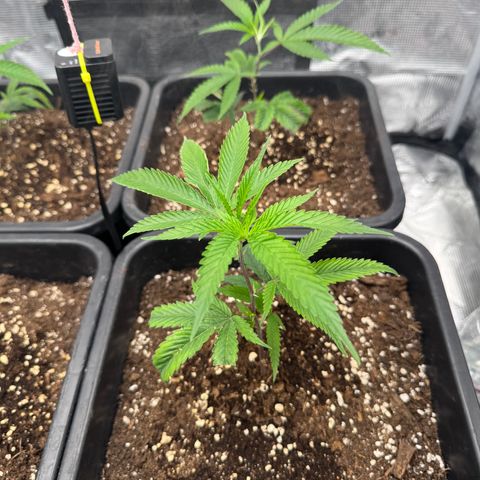 Dante's Inferno (4)  growlog timeline photo
