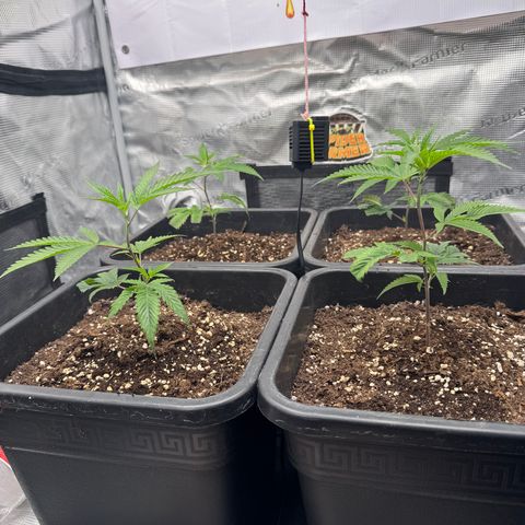 Dante's Inferno (4)  growlog timeline photo