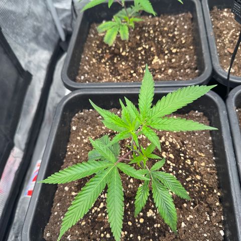Dante's Inferno (4)  growlog timeline photo