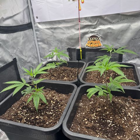 Dante's Inferno (4)  growlog timeline photo