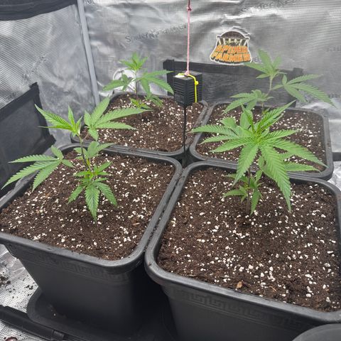 Dante's Inferno (4)  growlog timeline photo