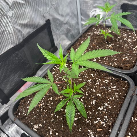 Dante's Inferno (4)  growlog timeline photo