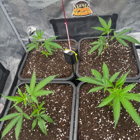 Dante's Inferno (4)  growlog timeline photo