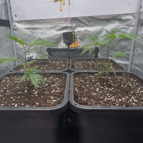 Dante's Inferno (4)  growlog timeline photo