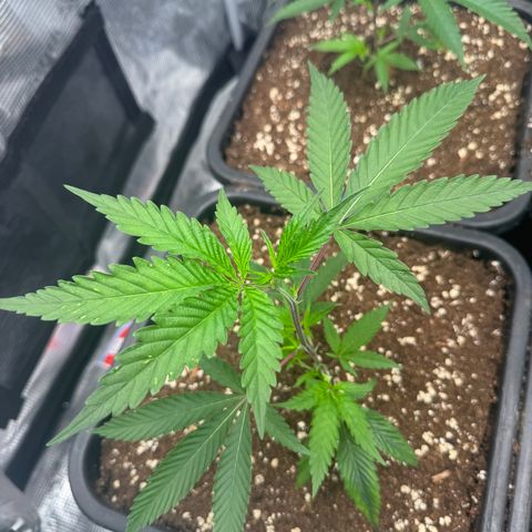 Dante's Inferno (4)  growlog timeline photo