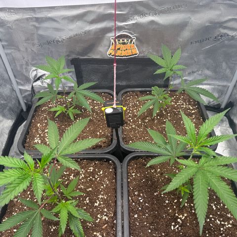 Dante's Inferno (4)  growlog timeline photo