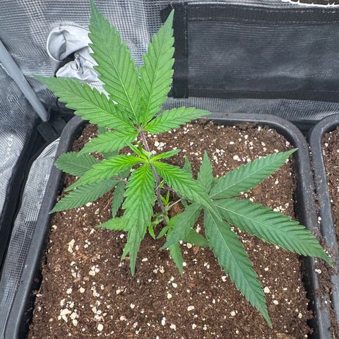 Dante's Inferno (4)  growlog timeline photo