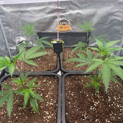Dante's Inferno (4)  growlog timeline photo