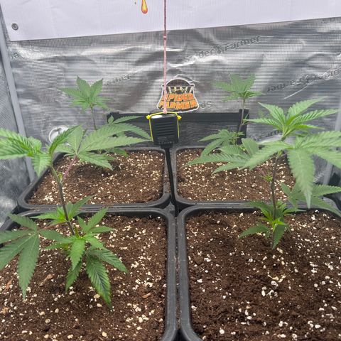 Dante's Inferno (4)  growlog timeline photo