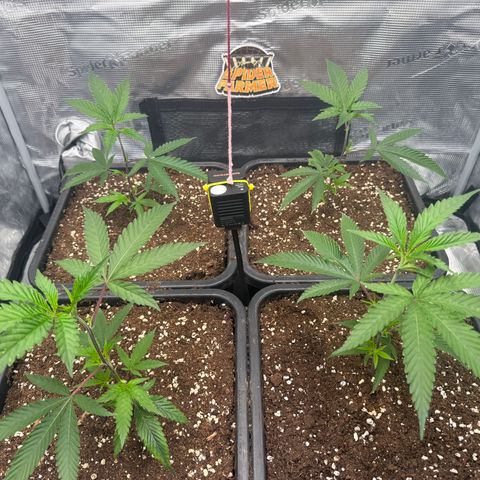 Dante's Inferno (4)  growlog timeline photo