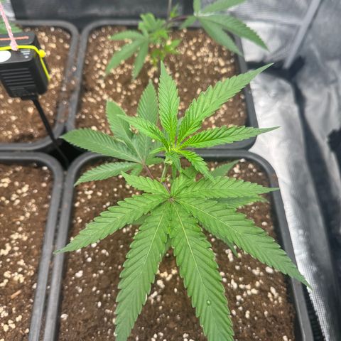 Dante's Inferno (4)  growlog timeline photo