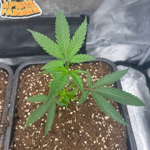 Dante's Inferno (4)  growlog timeline photo