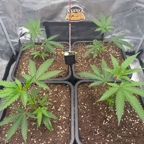 Dante's Inferno (4)  growlog timeline photo