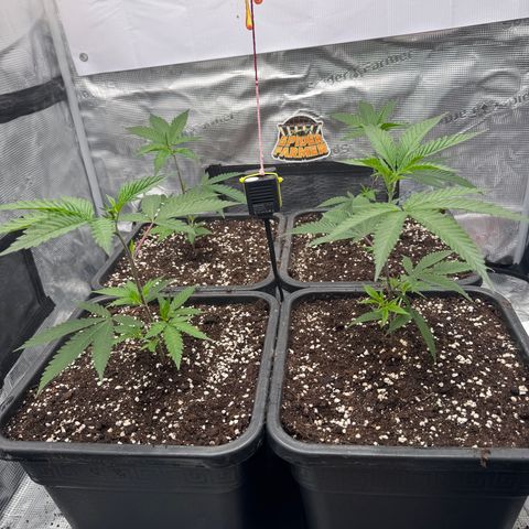 Dante's Inferno (4)  growlog timeline photo