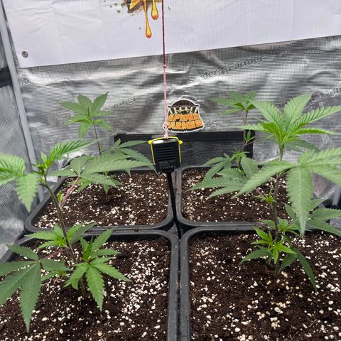 Dante's Inferno (4)  growlog timeline photo