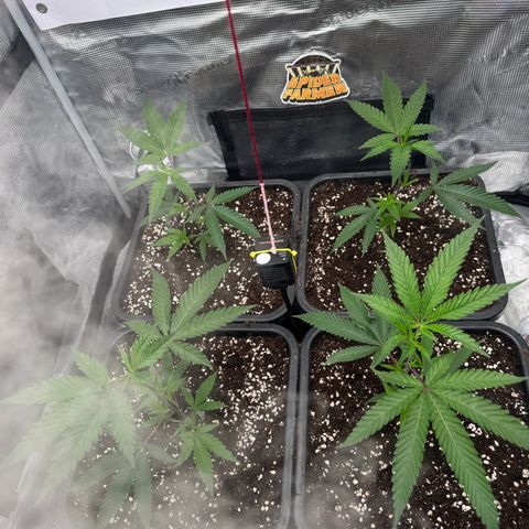 Dante's Inferno (4)  growlog timeline photo