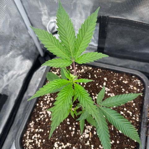 Dante's Inferno (4)  growlog timeline photo