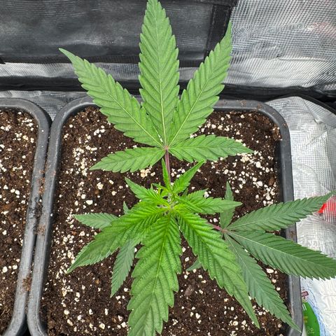 Dante's Inferno (4)  growlog timeline photo
