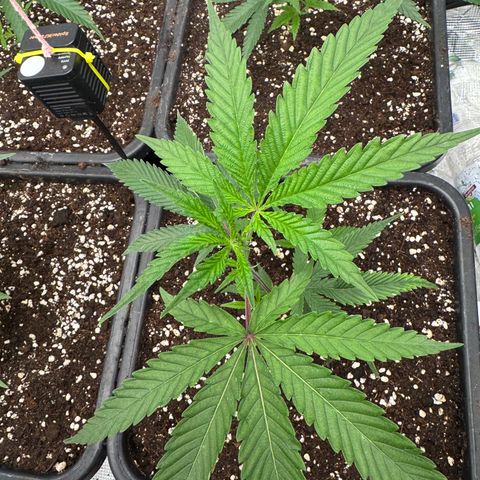 Dante's Inferno (4)  growlog timeline photo