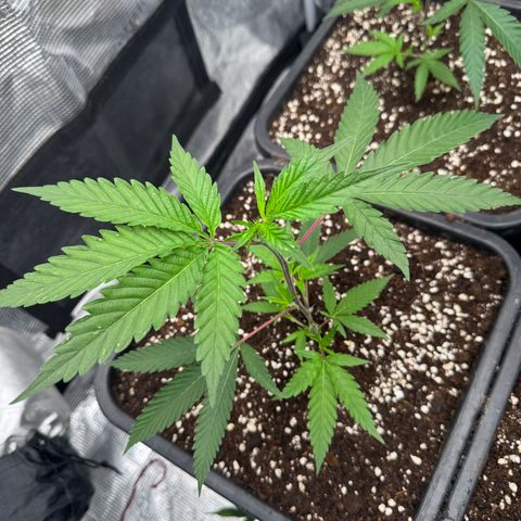 Dante's Inferno (4)  growlog timeline photo