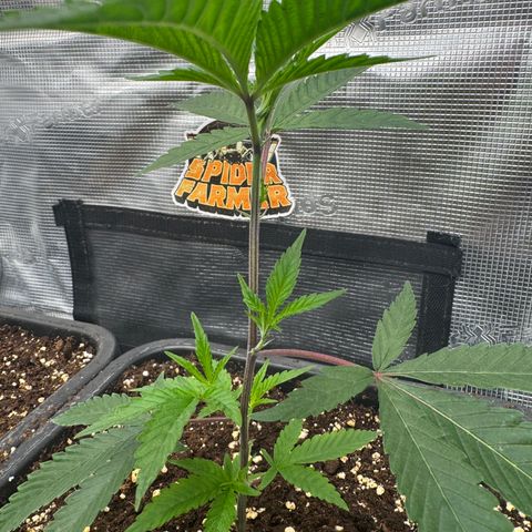 Dante's Inferno (4)  growlog timeline photo