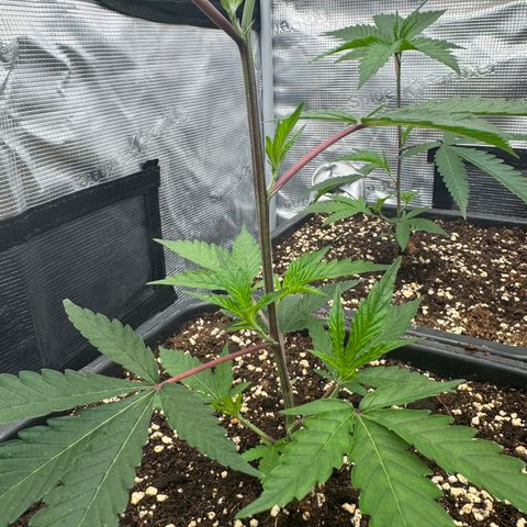 Dante's Inferno (4)  growlog timeline photo