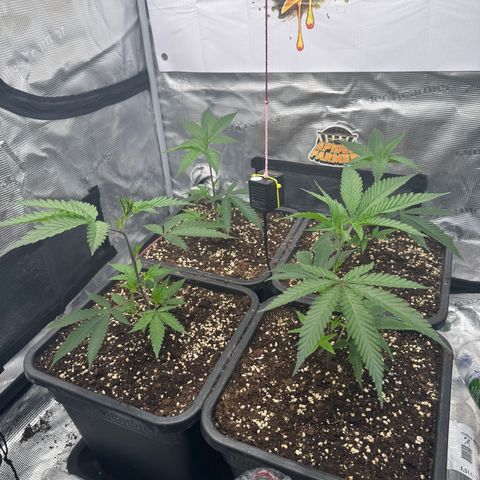 Dante's Inferno (4)  growlog timeline photo