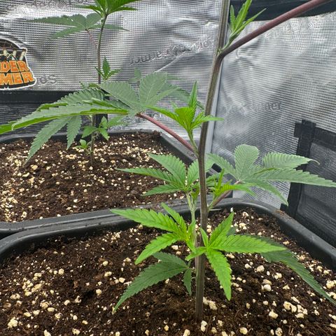 Dante's Inferno (4)  growlog timeline photo