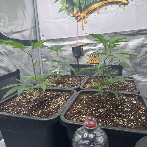 Dante's Inferno (4)  growlog timeline photo