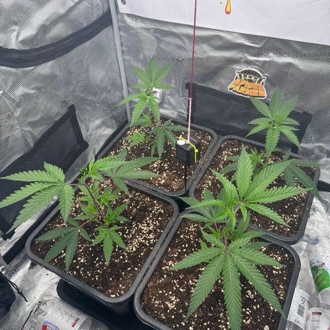 Dante's Inferno (4)  growlog timeline photo