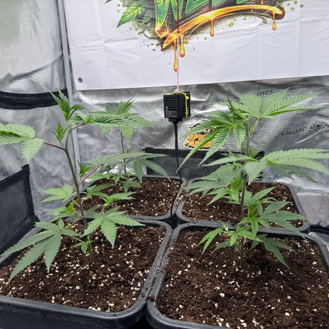 Dante's Inferno (4)  growlog timeline photo