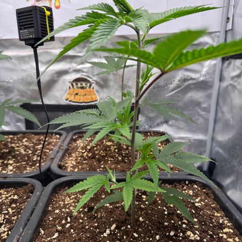 Dante's Inferno (4)  growlog timeline photo