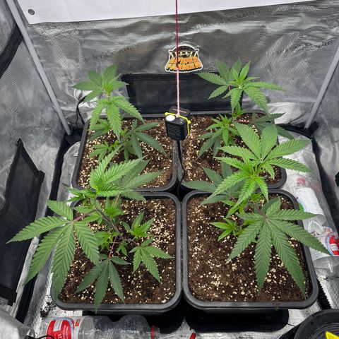 Dante's Inferno (4)  growlog timeline photo