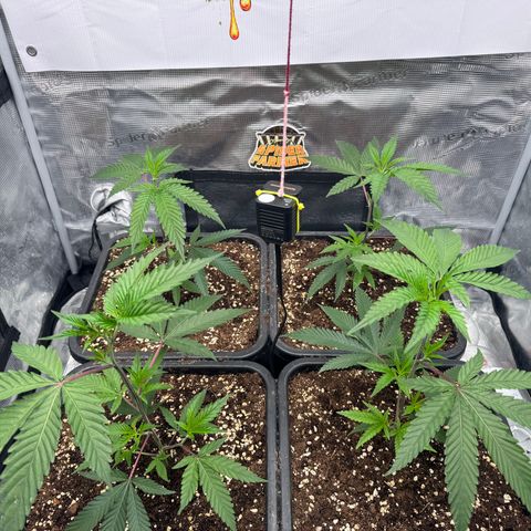 Dante's Inferno (4)  growlog timeline photo