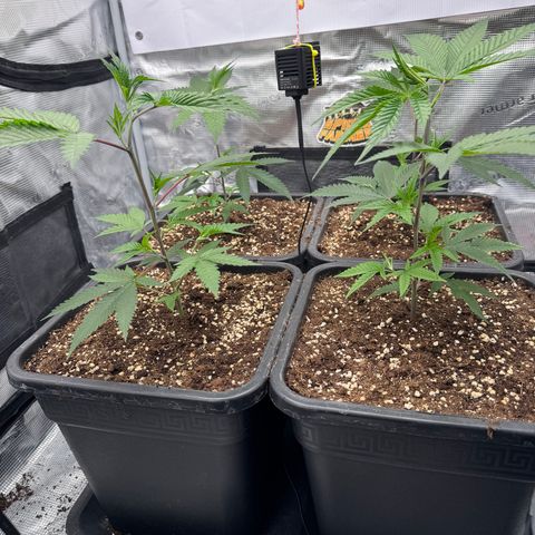 Dante's Inferno (4)  growlog timeline photo