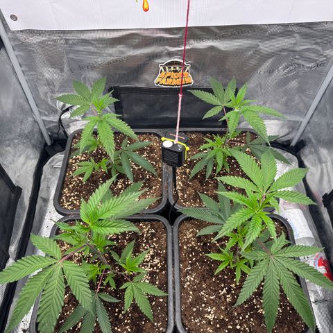 Dante's Inferno (4)  growlog timeline photo