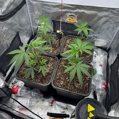 Dante's Inferno (4)  growlog timeline photo