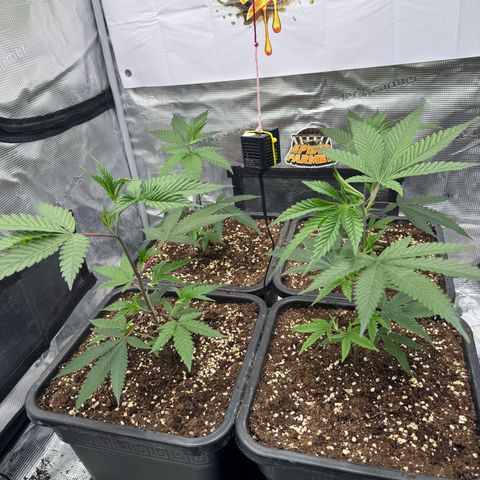 Dante's Inferno (4)  growlog timeline photo