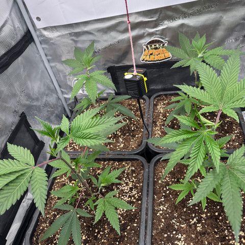 Dante's Inferno (4)  growlog timeline photo