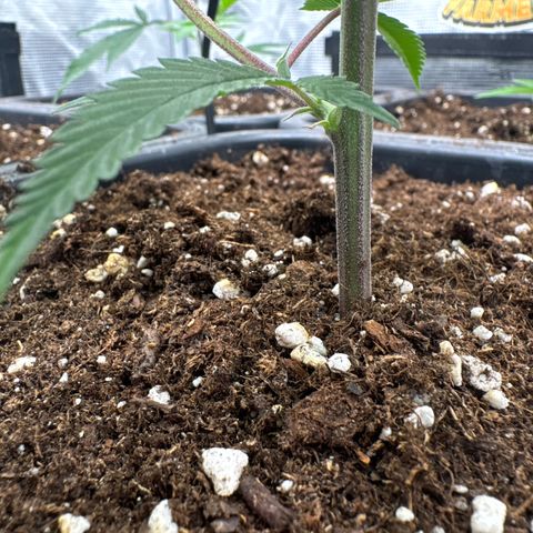 Dante's Inferno (4)  growlog timeline photo