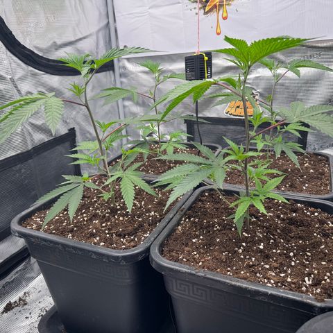 Dante's Inferno (4)  growlog timeline photo